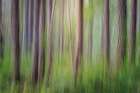 USA, Washington State, Seabeck. Forest abstract. Art Print
